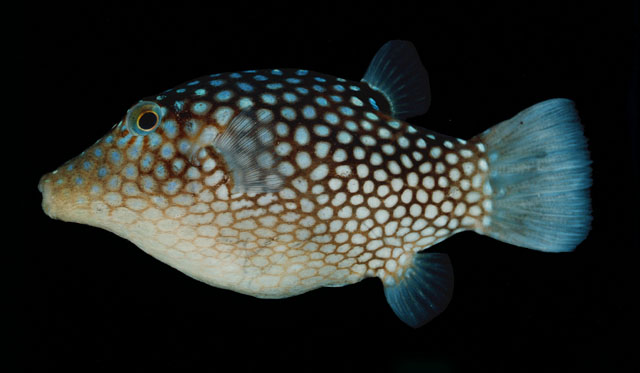 Canthigaster jactator