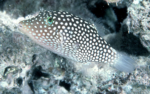 Canthigaster jactator