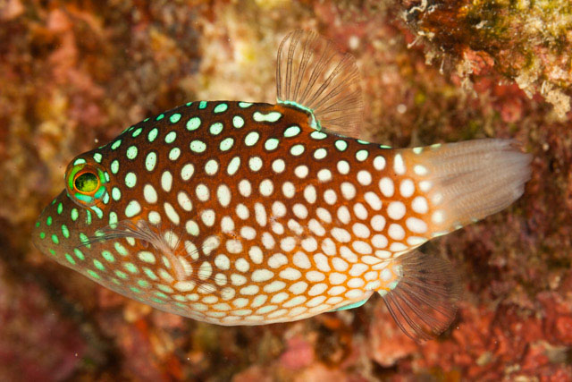 Canthigaster jactator