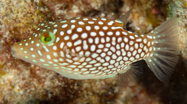 Canthigaster jactator