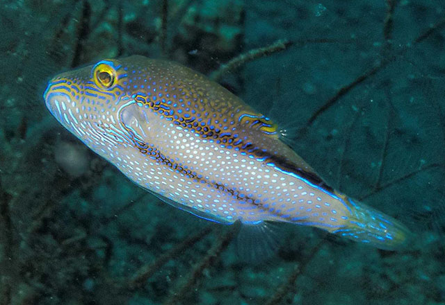 Canthigaster jamestyleri