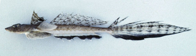 Callionymus japonicus