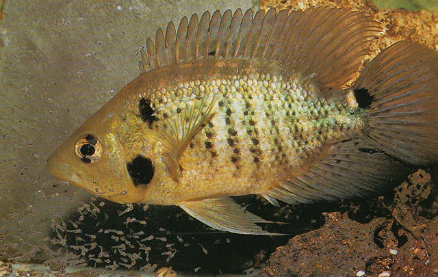 Caquetaia kraussii