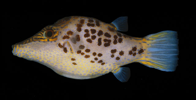 Canthigaster leoparda