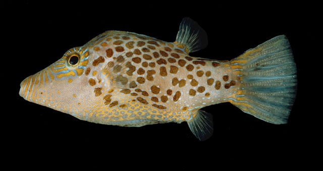 Canthigaster leoparda