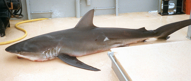 Carcharhinus obscurus