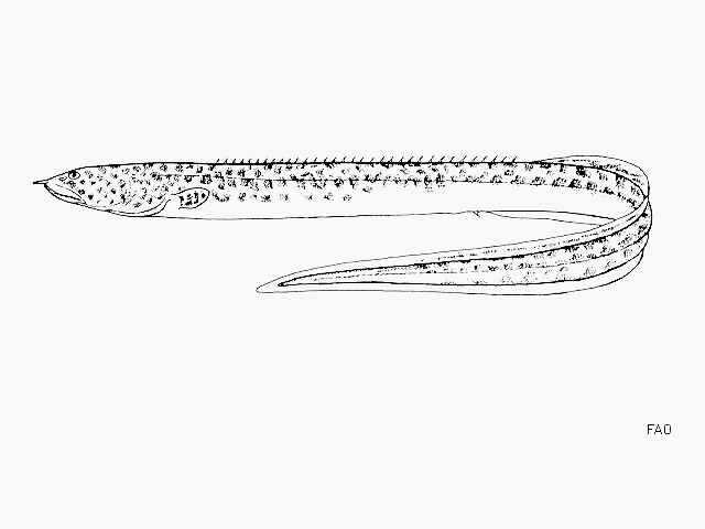 Mastacembelus ophidium