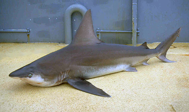 Carcharhinus plumbeus