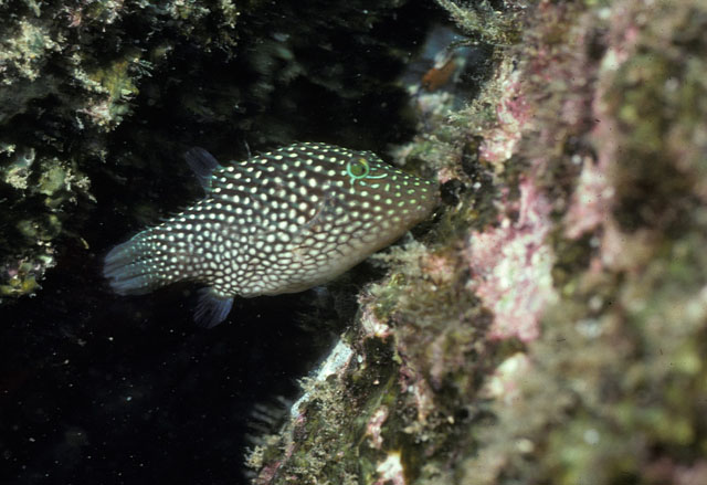 Canthigaster punctatissima