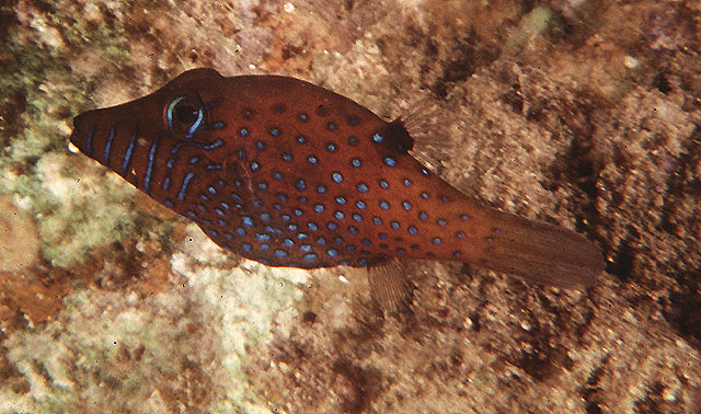 Canthigaster pygmaea