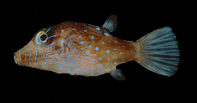 Canthigaster pygmaea