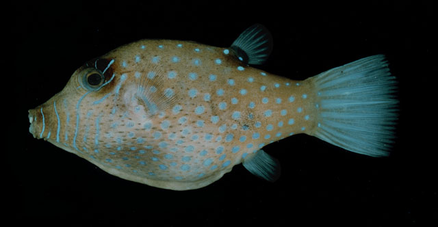 Canthigaster pygmaea