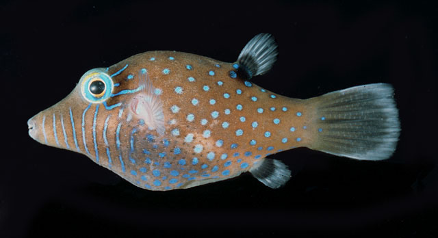 Canthigaster pygmaea