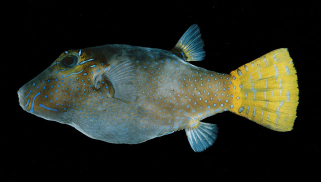 Canthigaster rapaensis