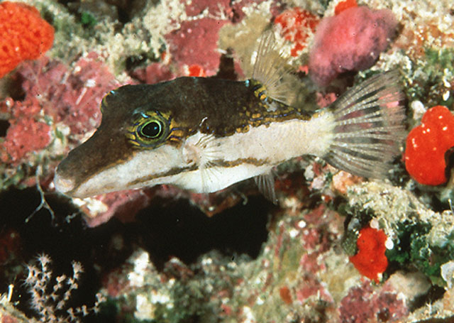 Canthigaster smithae