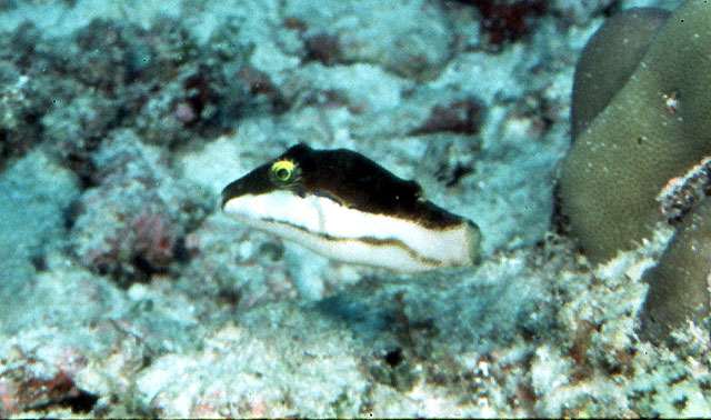 Canthigaster smithae