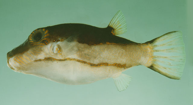 Canthigaster smithae