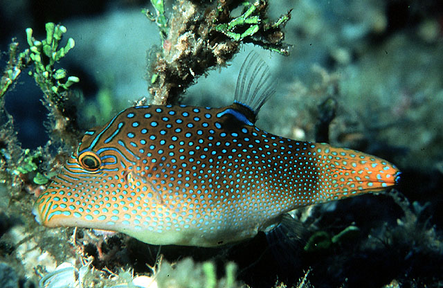 Canthigaster solandri