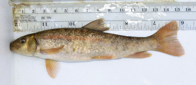 Catostomus tahoensis