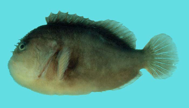 Caracanthus unipinna