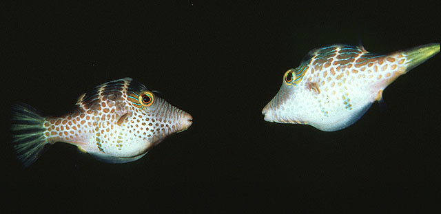 Canthigaster valentini