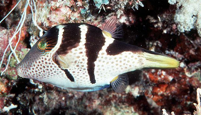 Canthigaster valentini