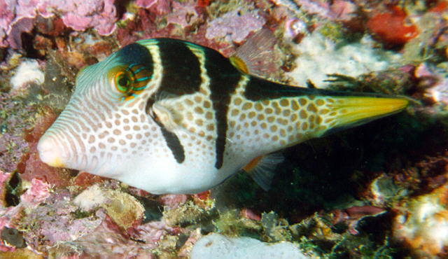 Canthigaster valentini