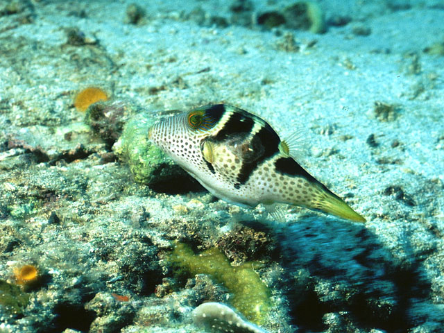 Canthigaster valentini