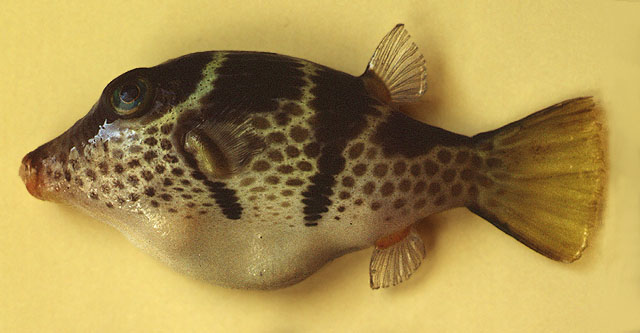 Canthigaster valentini