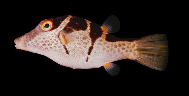 Canthigaster valentini