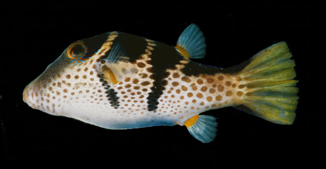 Canthigaster valentini