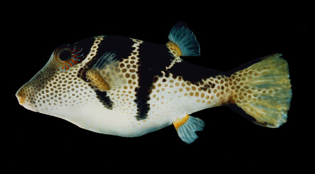 Canthigaster valentini