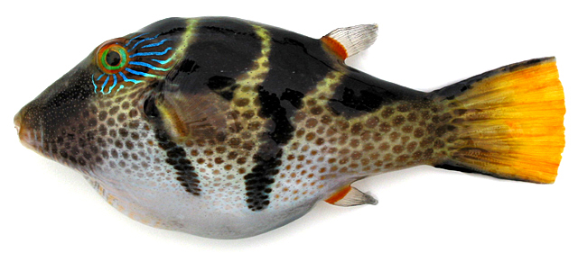 Canthigaster valentini