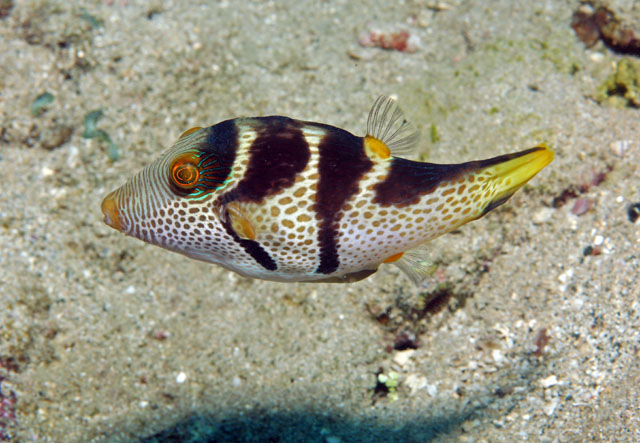 Canthigaster valentini