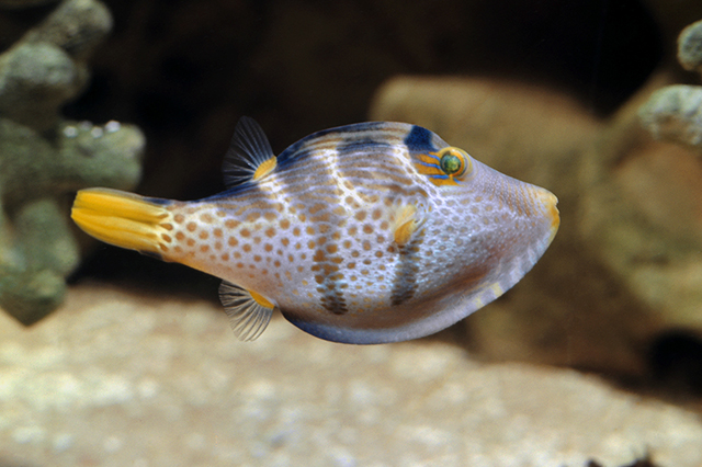 Canthigaster valentini