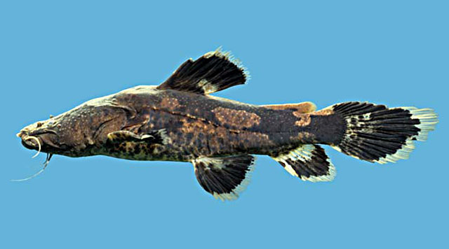 Cephalosilurus albomarginatus