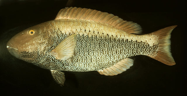 Cetoscarus ocellatus