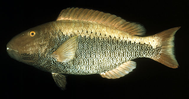 Cetoscarus ocellatus