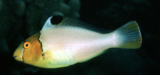 Cetoscarus ocellatus