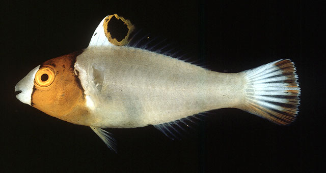 Cetoscarus ocellatus