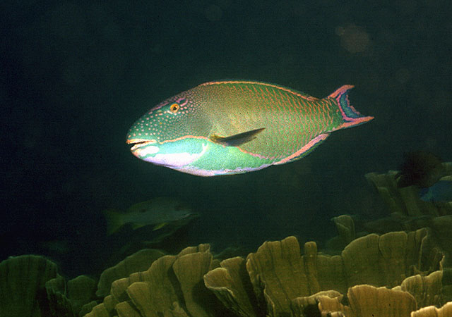 Cetoscarus ocellatus