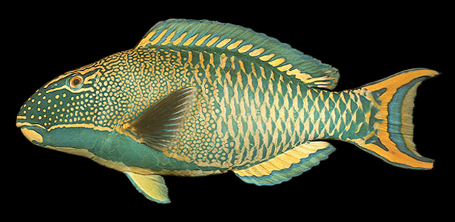 Cetoscarus ocellatus