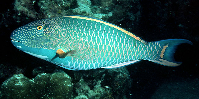 Cetoscarus ocellatus