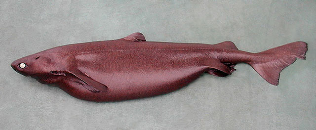 Centroscymnus coelolepis