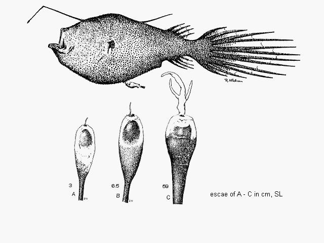 Ceratias holboelli