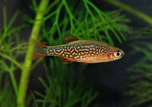 Danio margaritatus