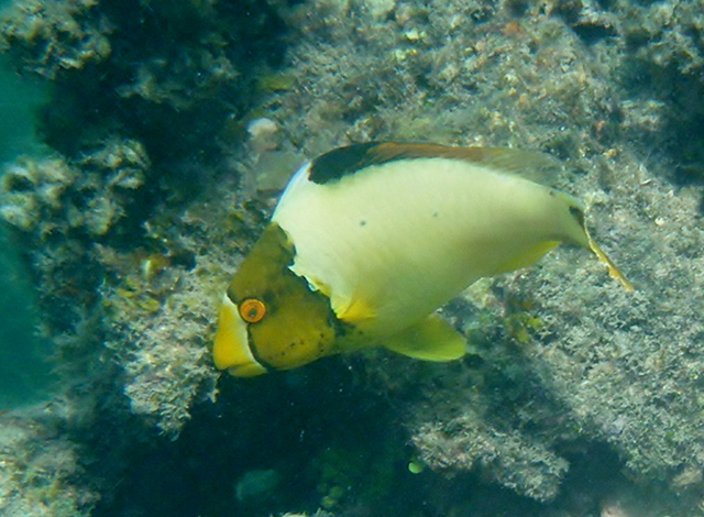 Cetoscarus ocellatus