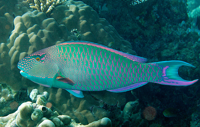 Cetoscarus ocellatus