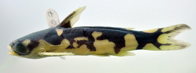 Centromochlus orca