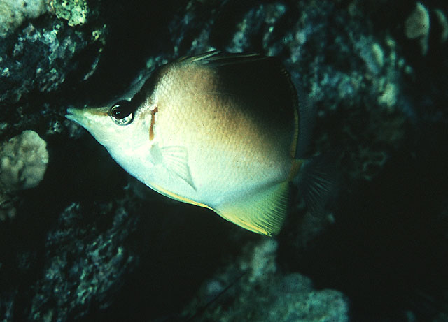 Prognathodes aculeatus